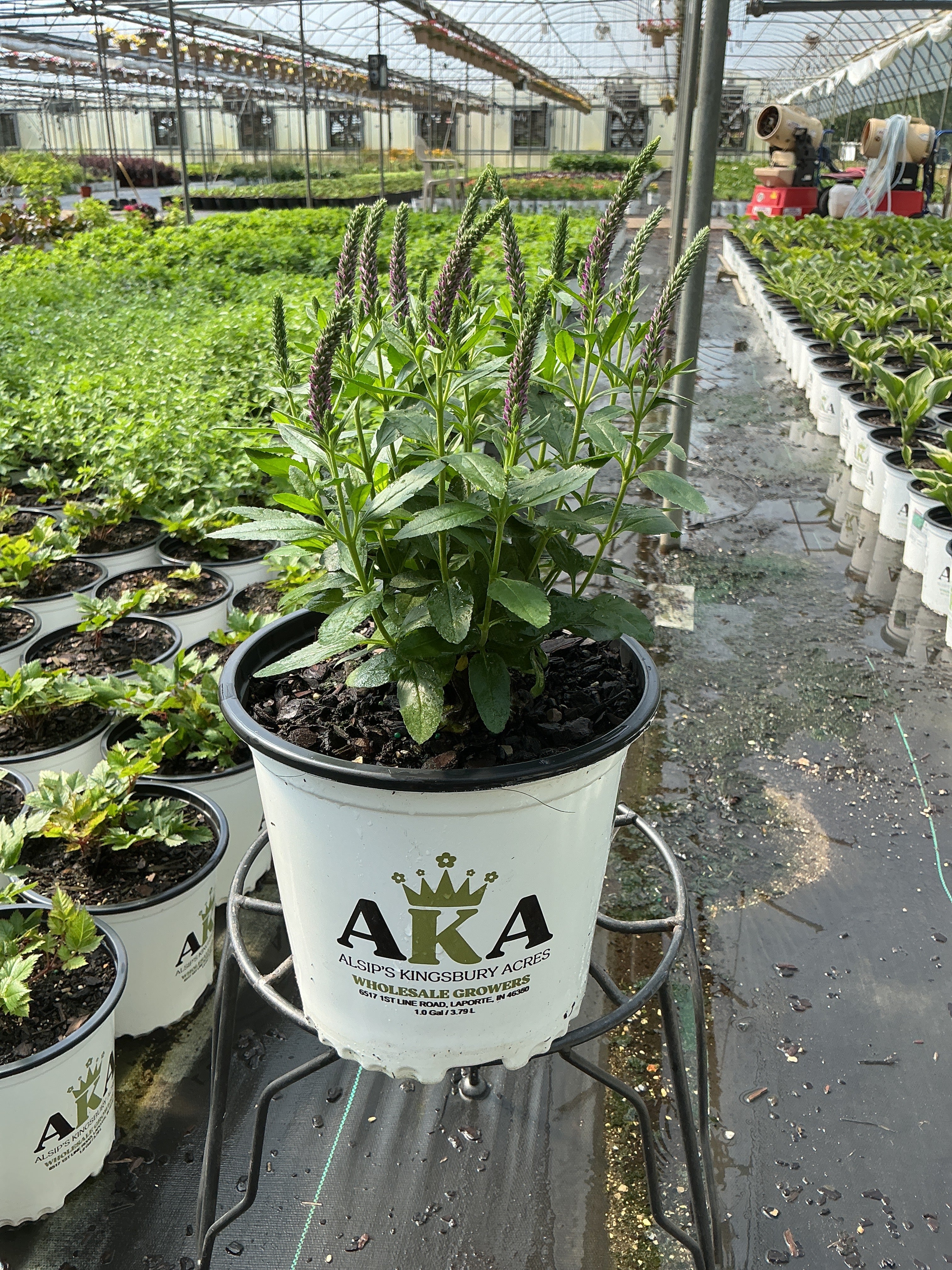 Veronica Speedwell Purplegum Candles