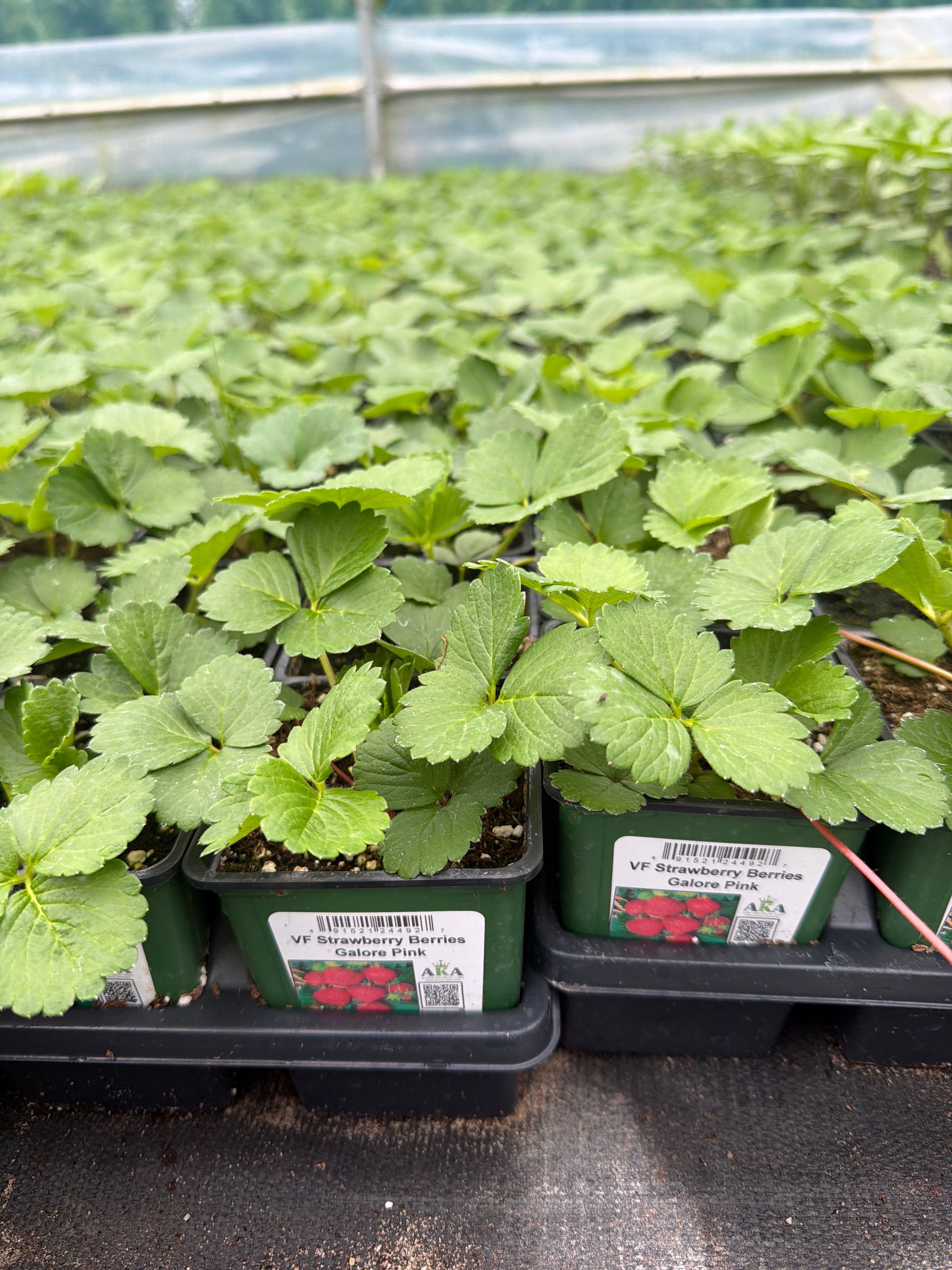Strawberry Berries Galore Pink - 4" Potted Vegetable