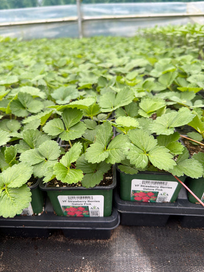 Strawberry Berries Galore Pink - 4" Potted Vegetable