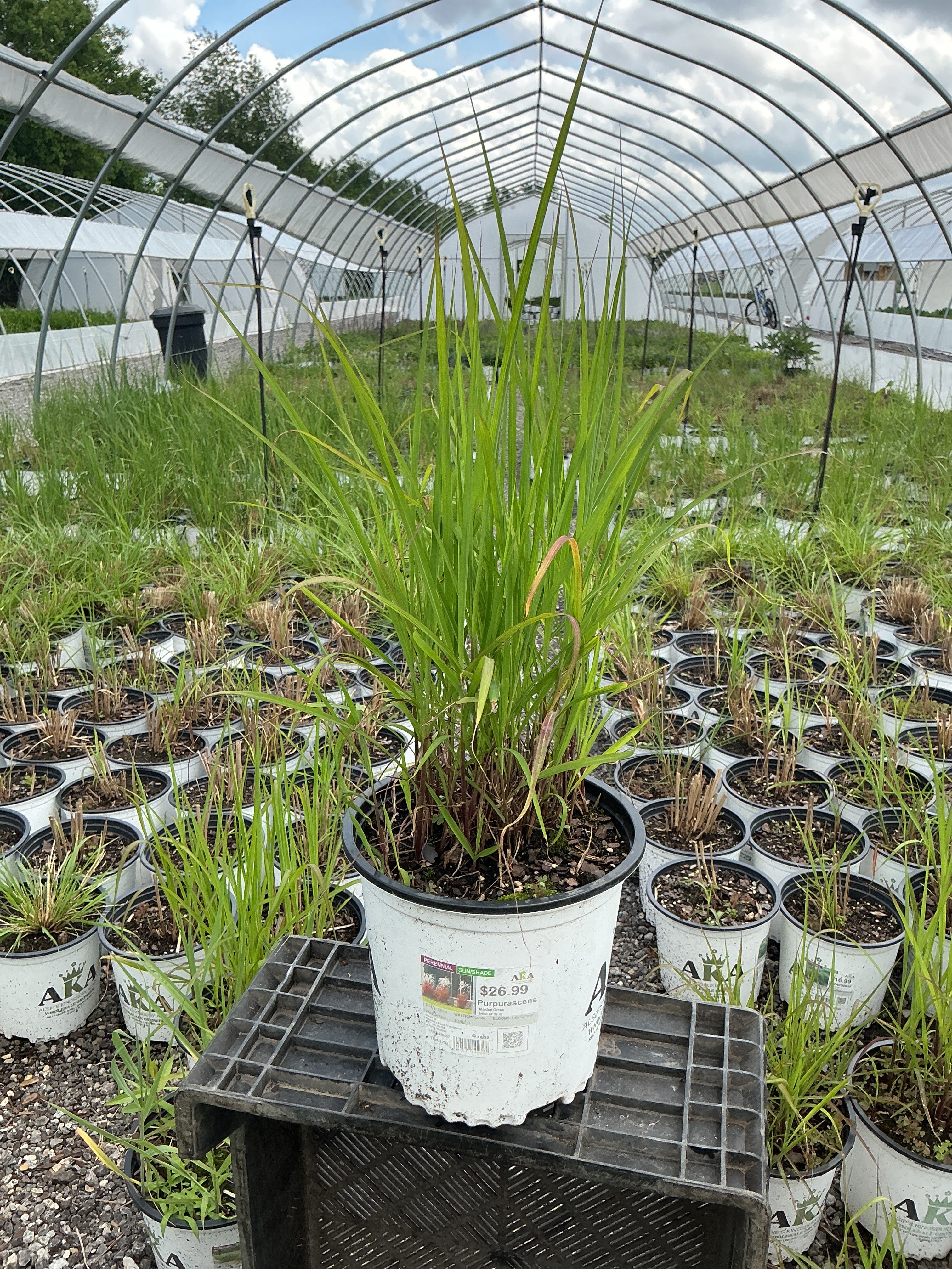 Miscanthus Maiden Grass Purpurascens