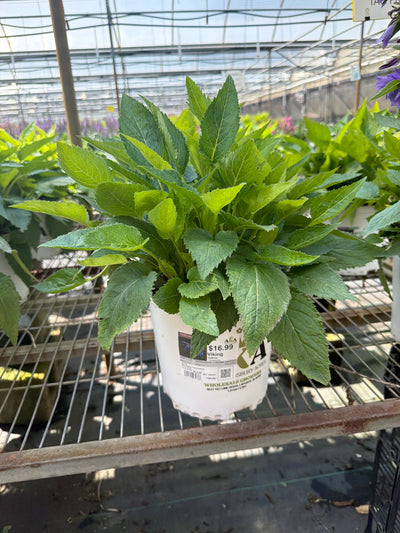 Campanula Bellflower Viking