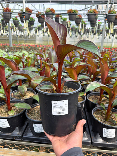 Ensete Ventricosum Maurelii