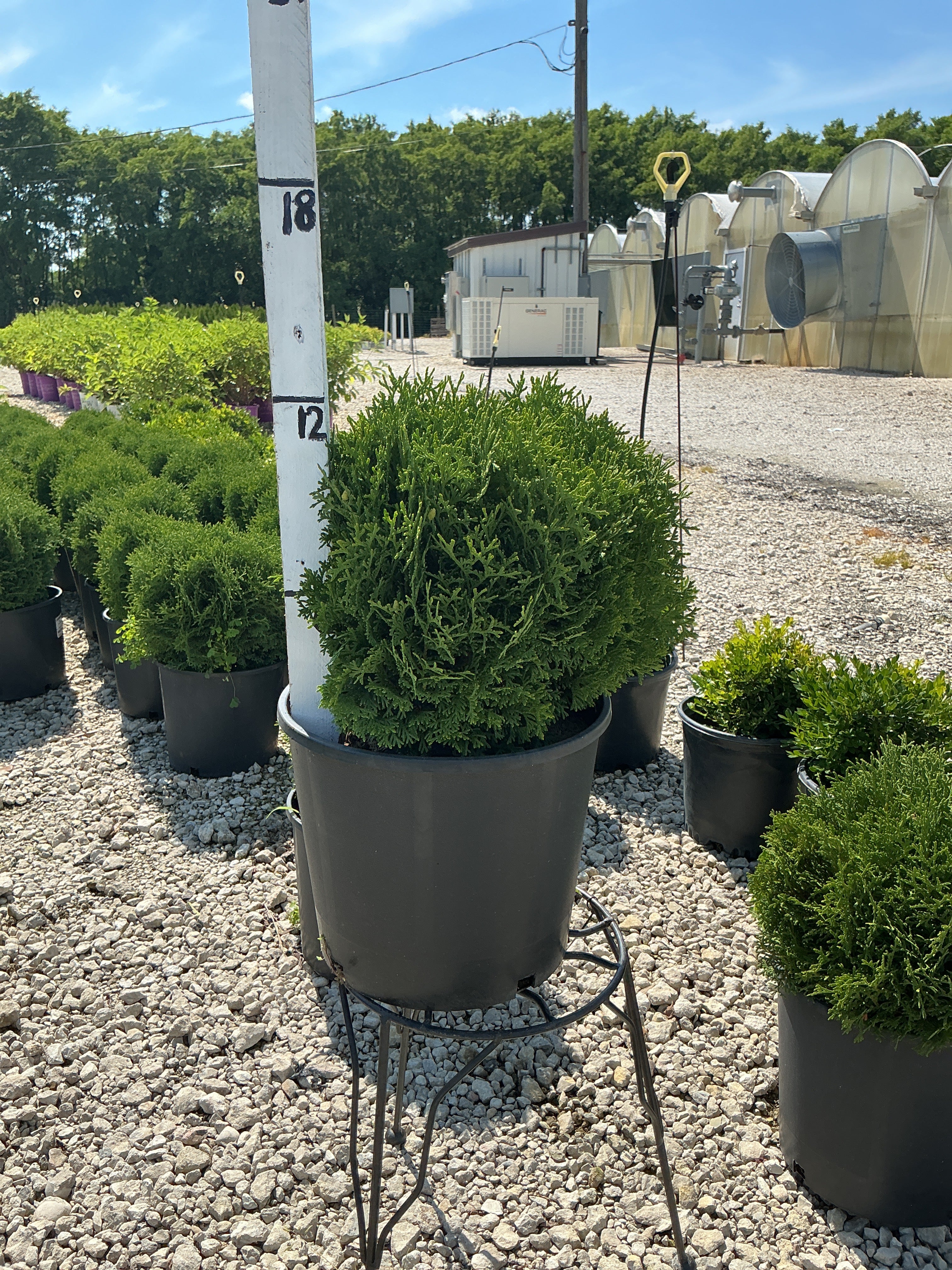 Thuja Hetz Midget