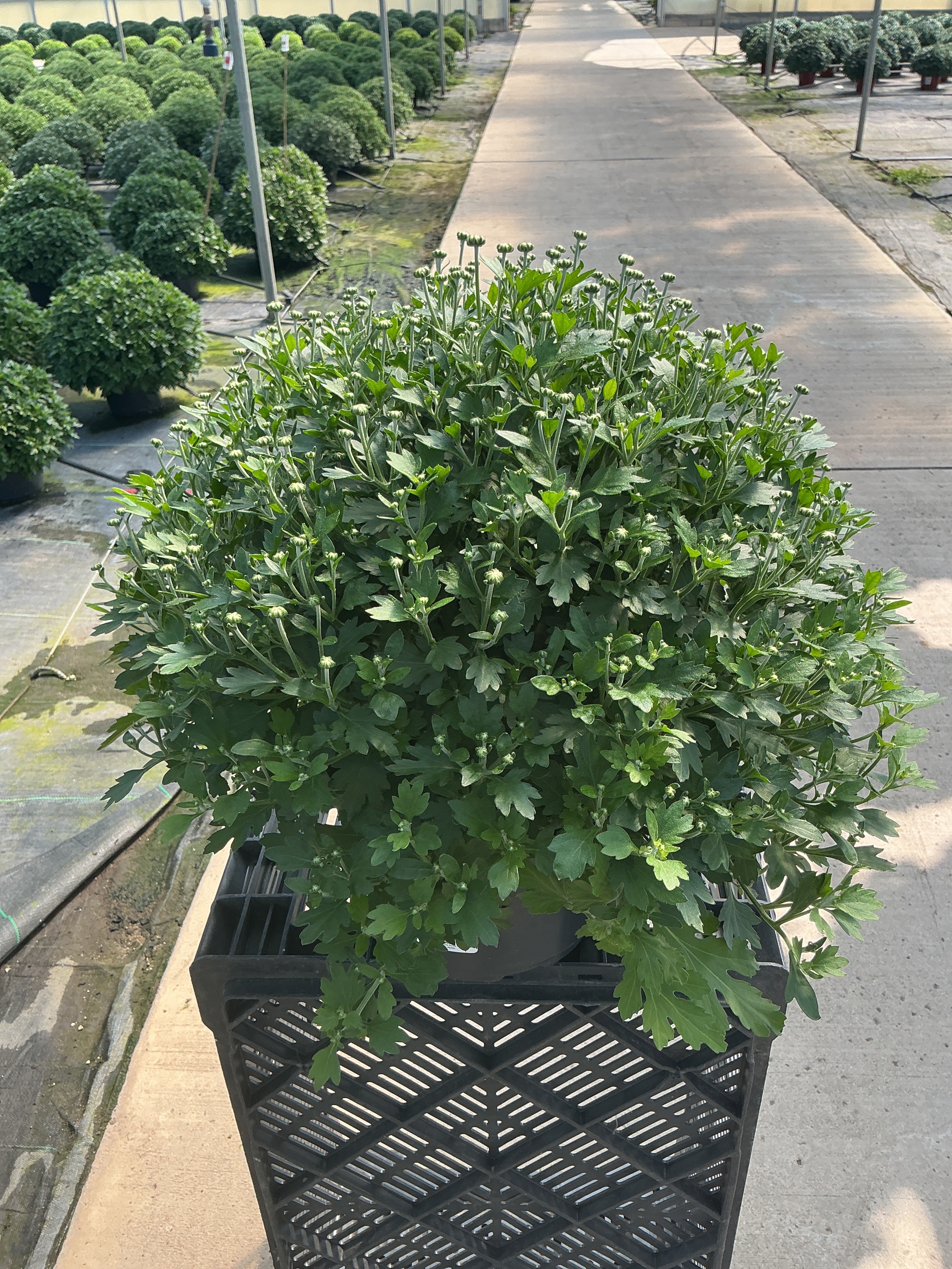 Beatrice Orange - 8"x5" Potted Garden Mum