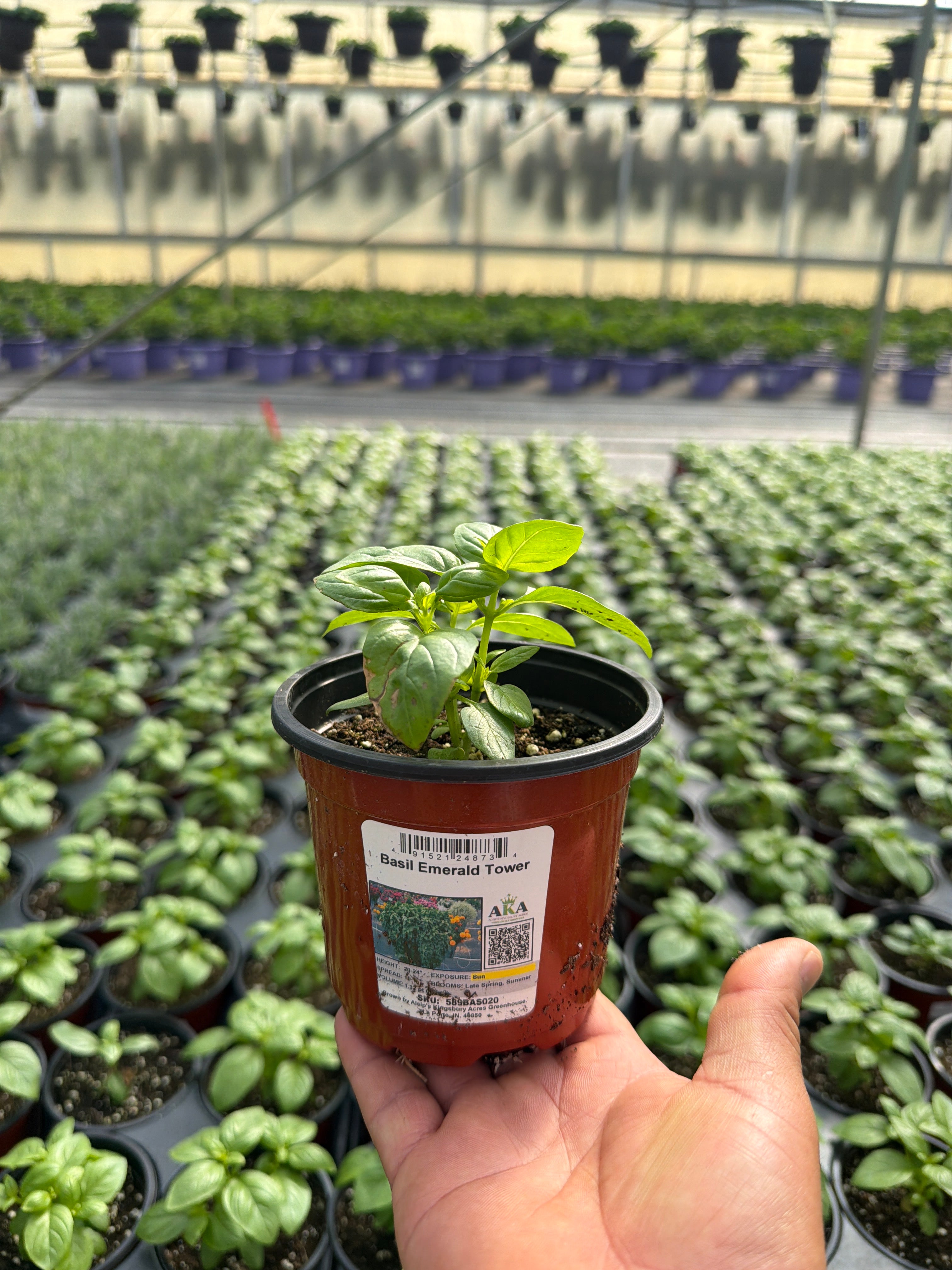Basil Emerald Tower - 4.33" Potted Herb