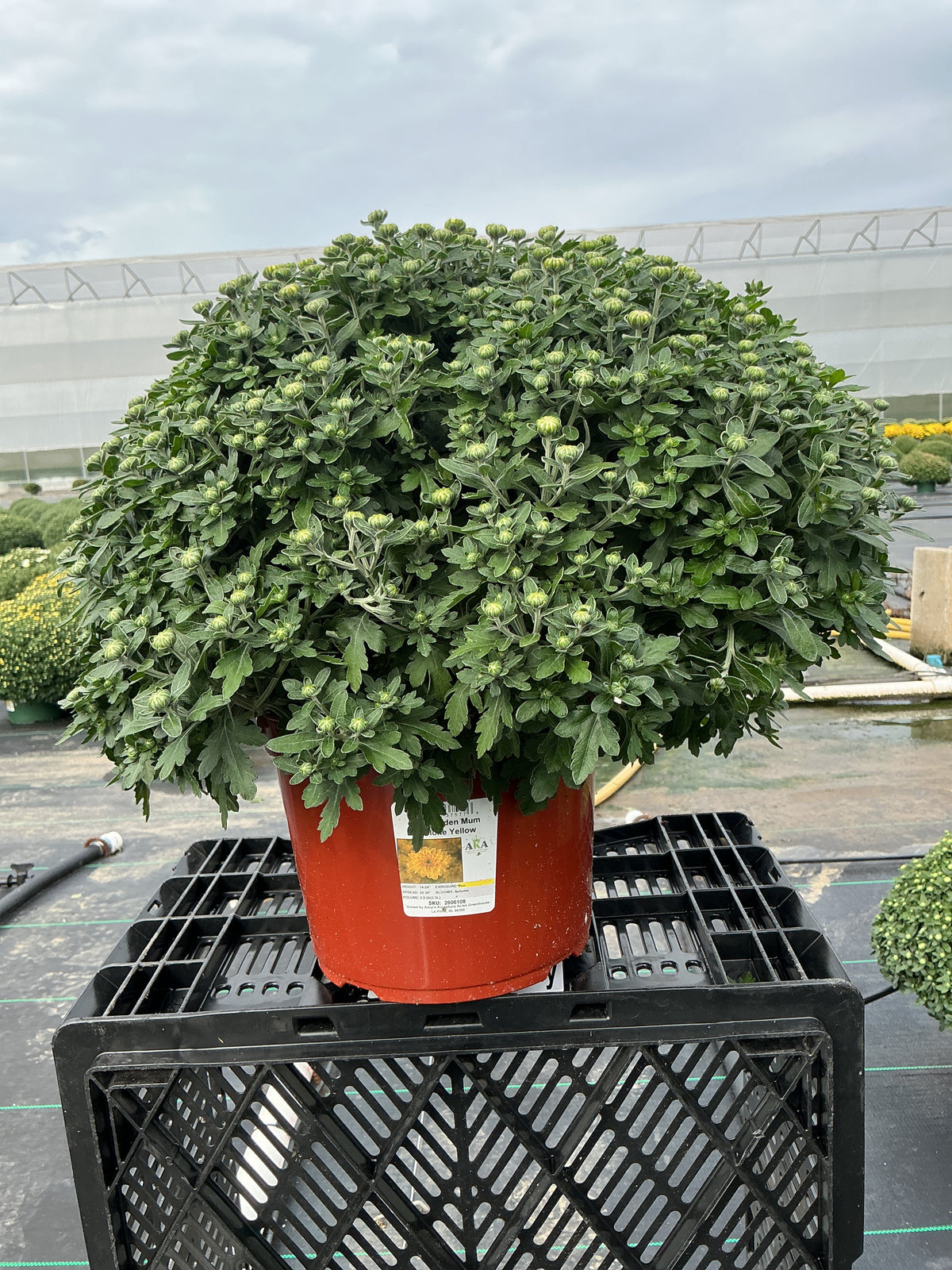 Cyclone Yellow - 8"x6" Potted Garden Mum