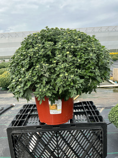Cyclone Yellow - 8"x6" Potted Garden Mum