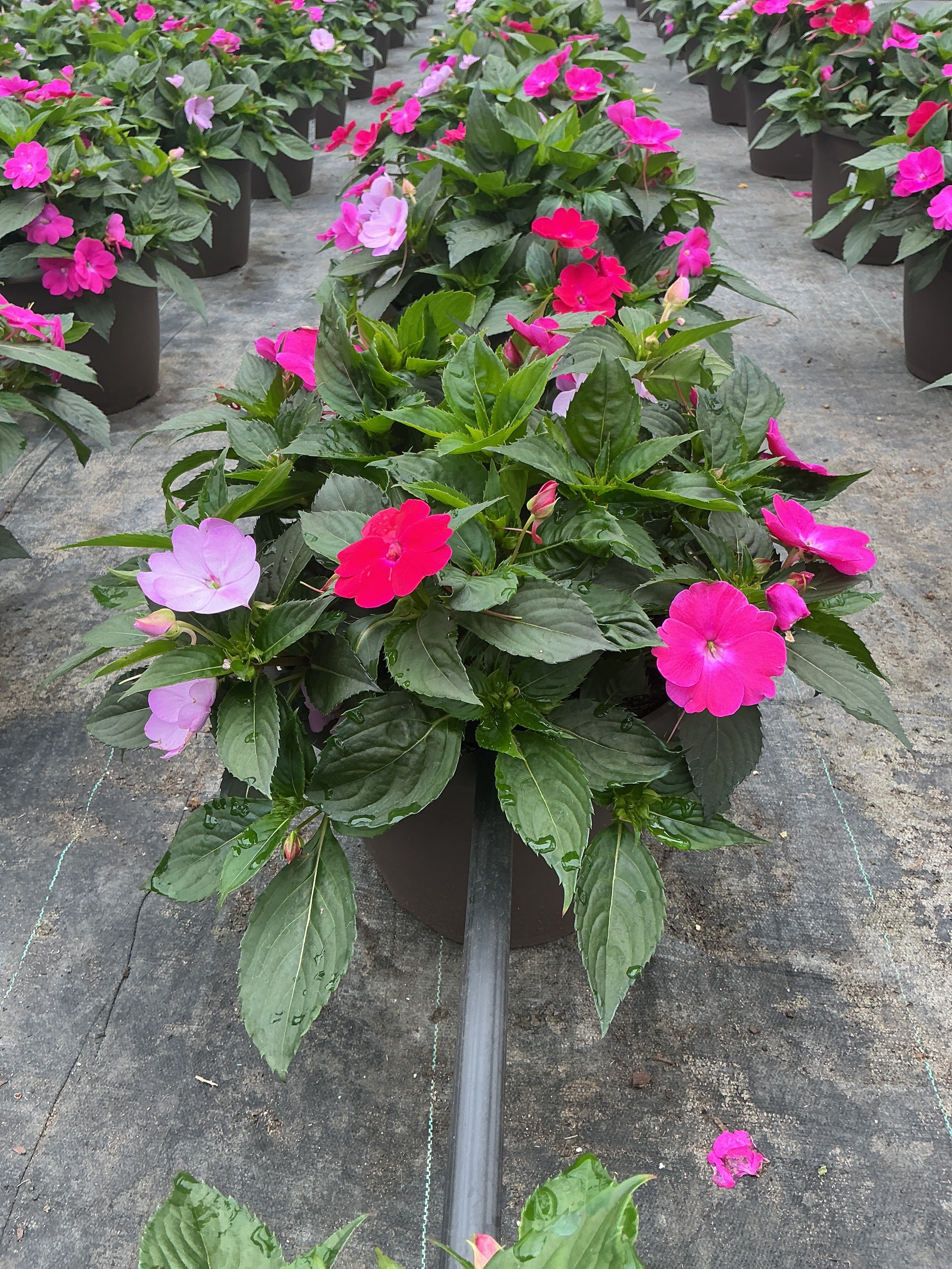 SunPatiens Happy Days Mix - 12" Planter