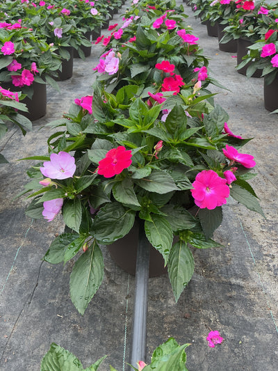 SunPatiens Happy Days Mix - 12" Planter