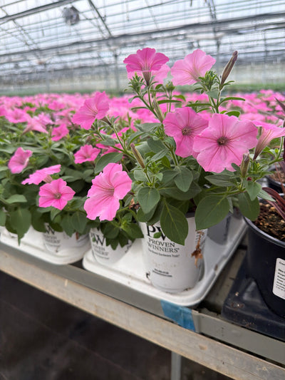 Petunia Supertunia Vista Bubblegum - 4.25" Proven Winners Annual