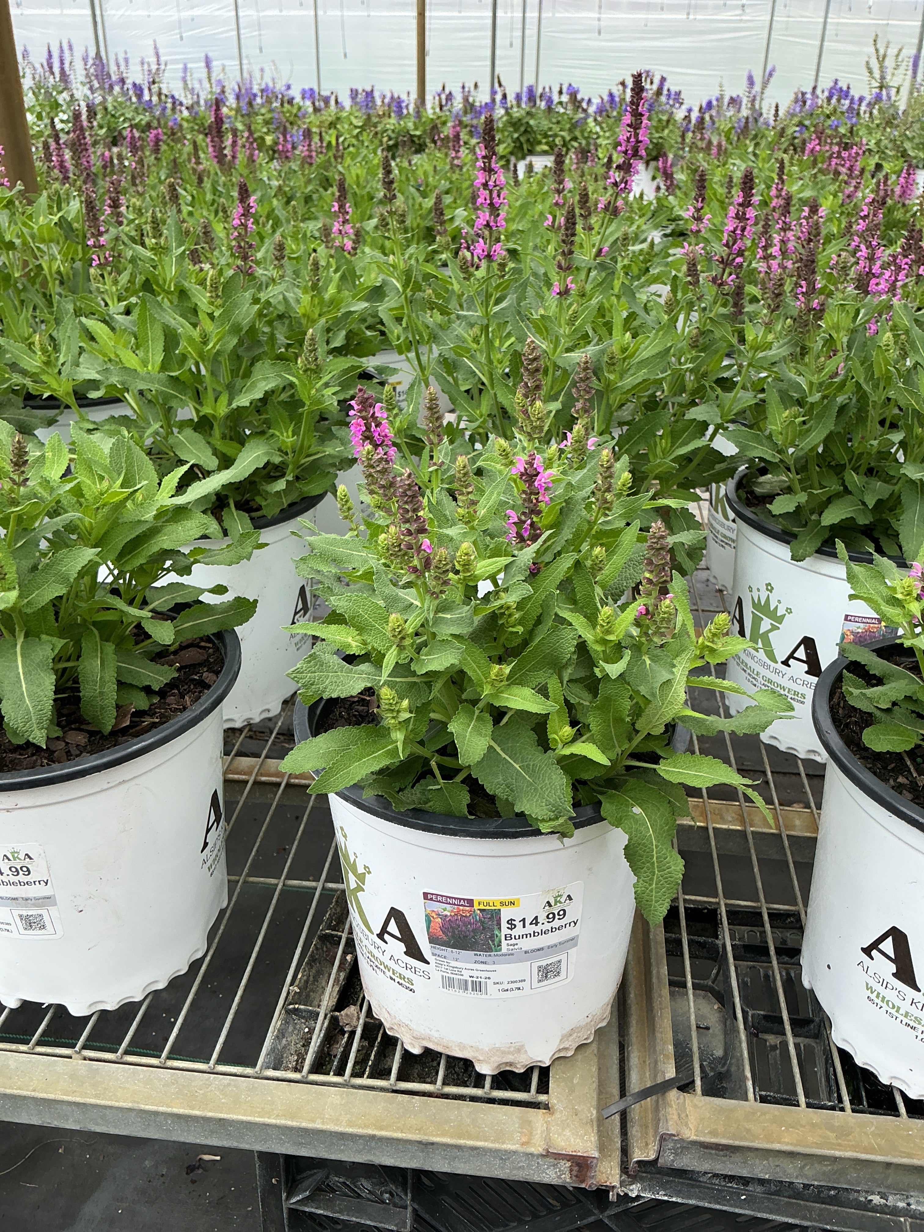 Salvia Sage Bumbleberry