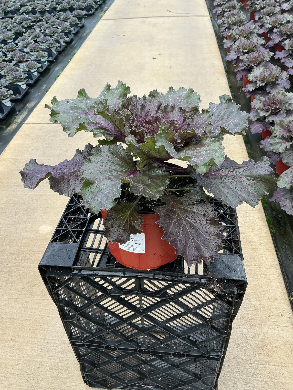 Coral Queen Red Ornamental Kale - 8" Fall Annuals