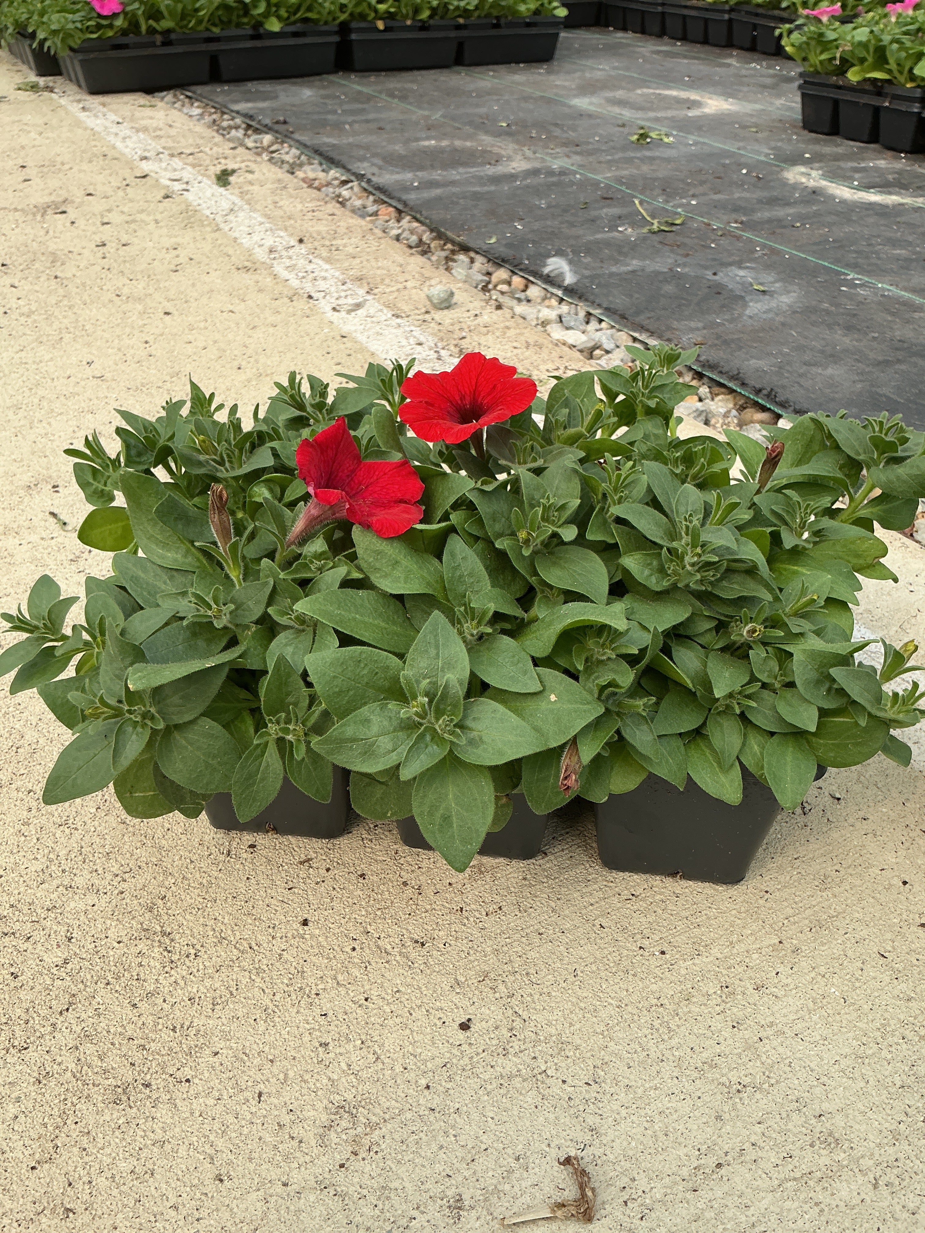 Petunia Easy Wave Red - 6 Pack Annual