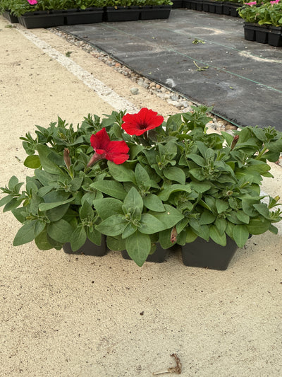 Petunia Easy Wave Red - 6 Pack Annual