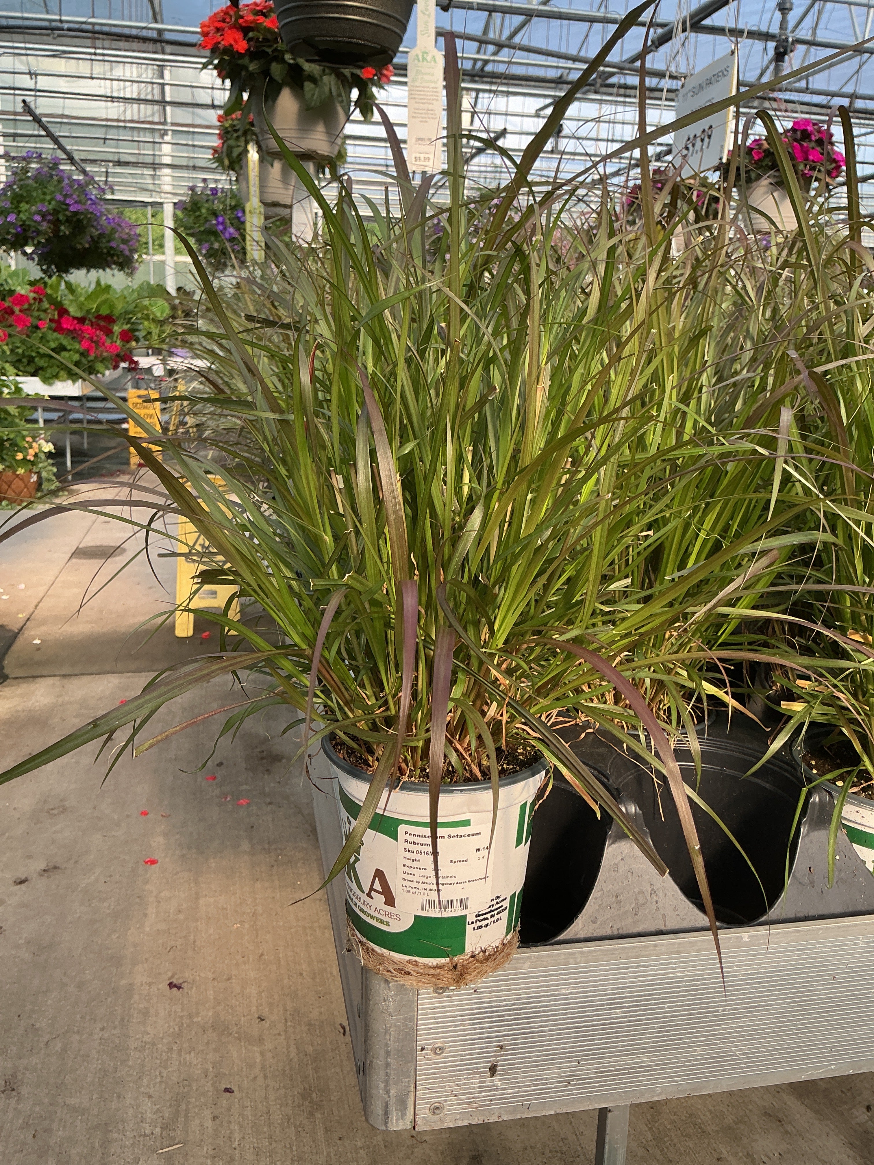Pennisetum setaceum Rubrum - 5" Premium Thriller Annual