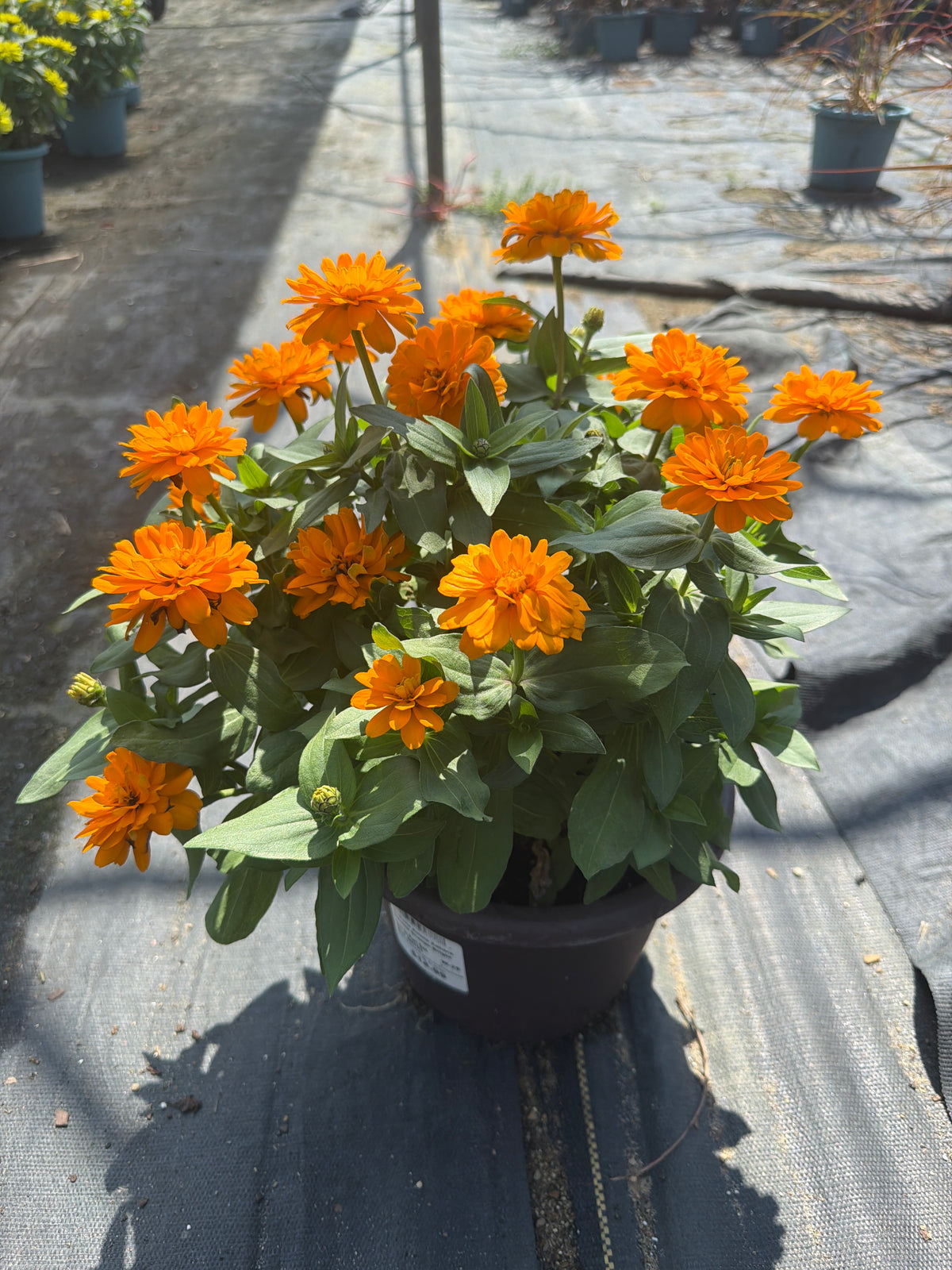 Zinnia Zahara Double Orange Bright - 8" Planter