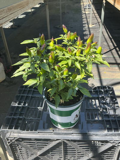 Acapulco Orange Ornamental Pepper - 5" Fall Annuals