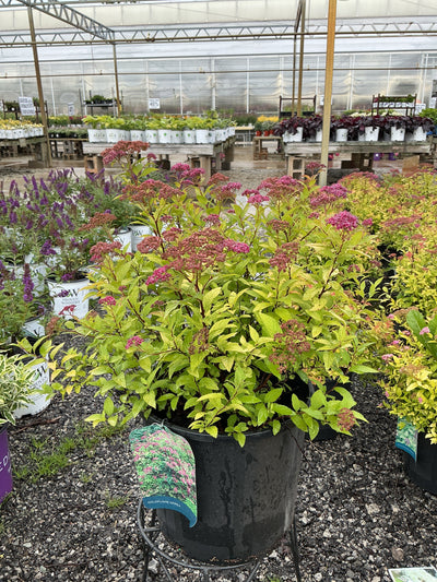 Spirea Goldflame Red