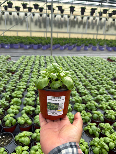 Basil Everleaf Genovese - 4.33" Potted Herb