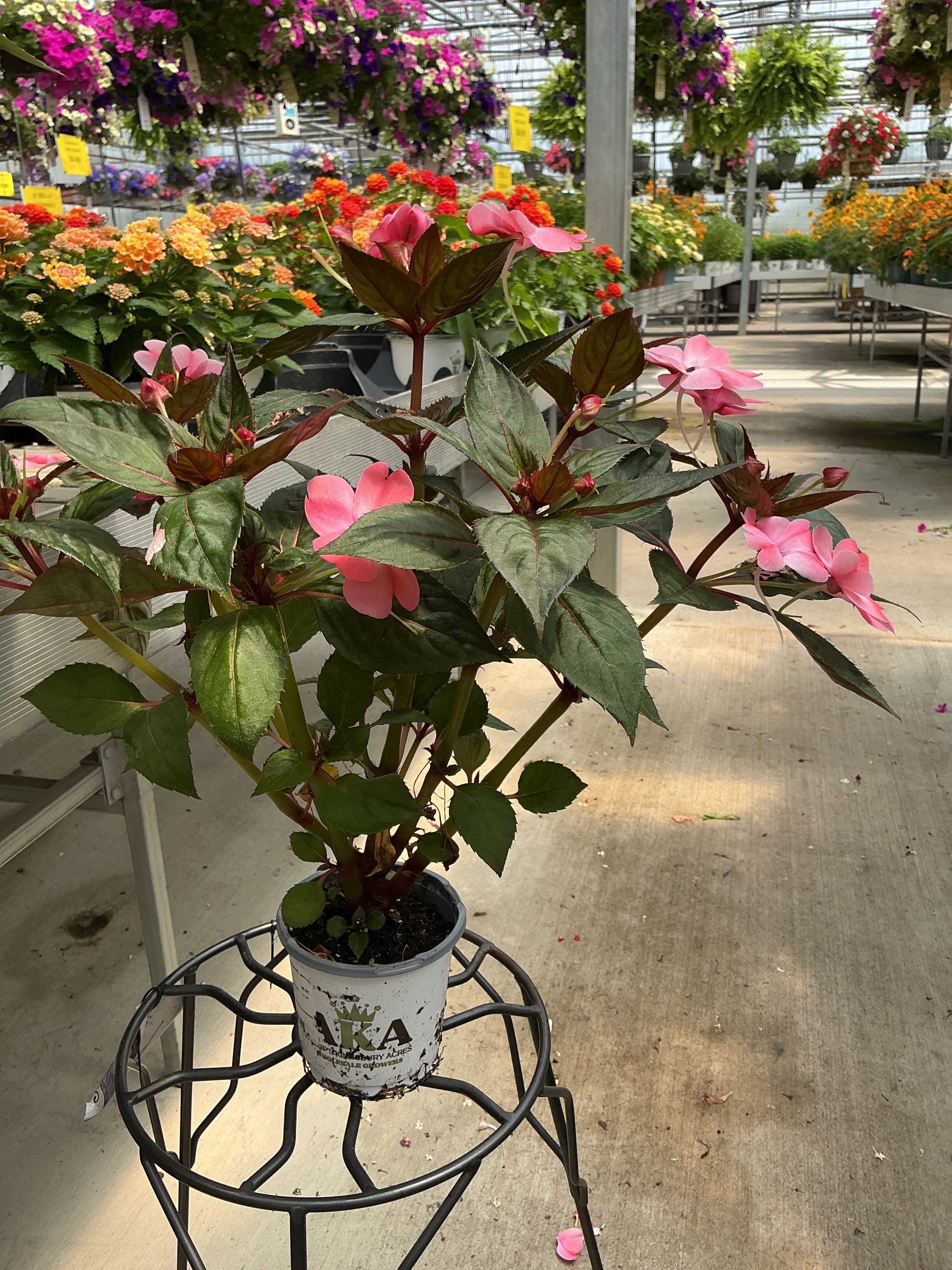 SunPatiens Blush Pink - 4.33" Premium Annual