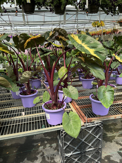 Colocasia Royal Hawaiian Waikiki - 8" Planter