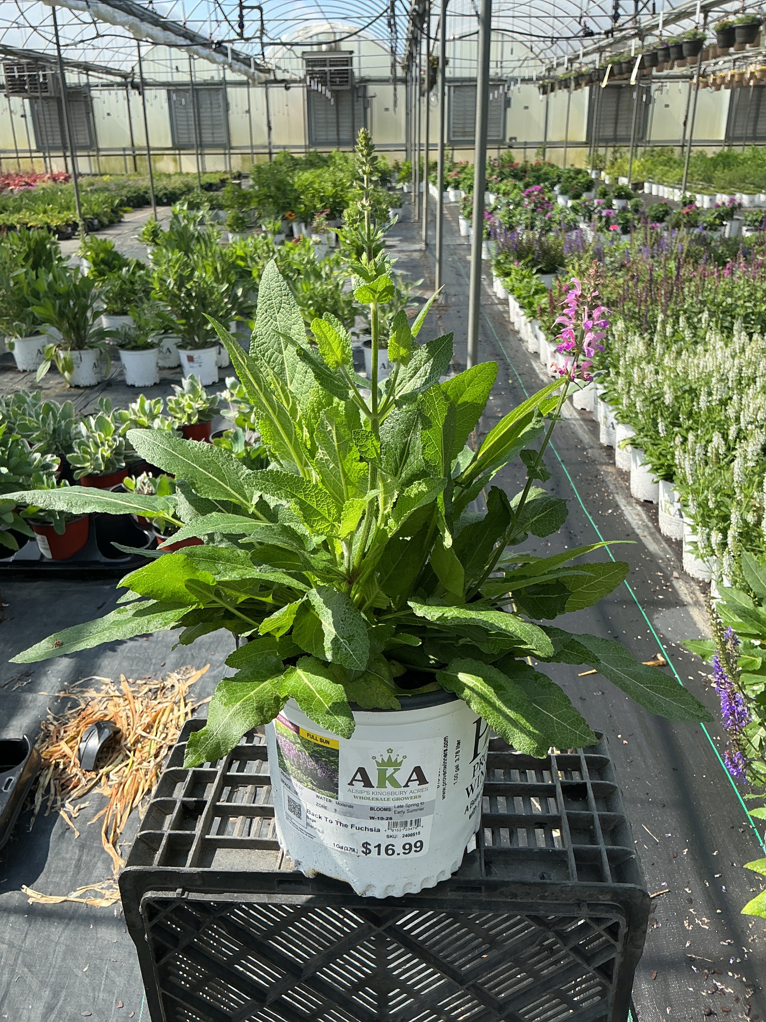 Salvia Sage Color Spires Back To The Fuchsia