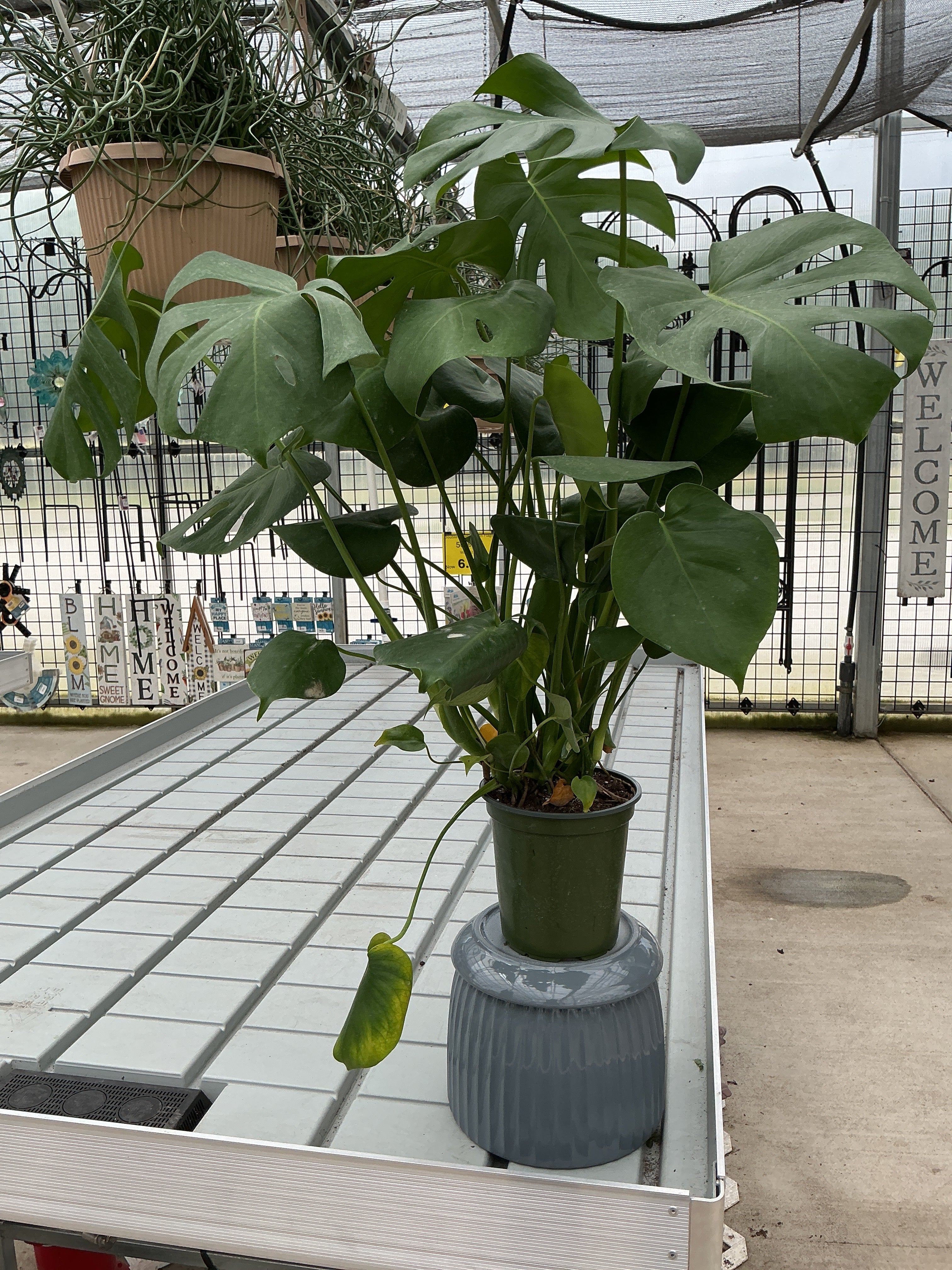 MONSTERA DELICIOSA