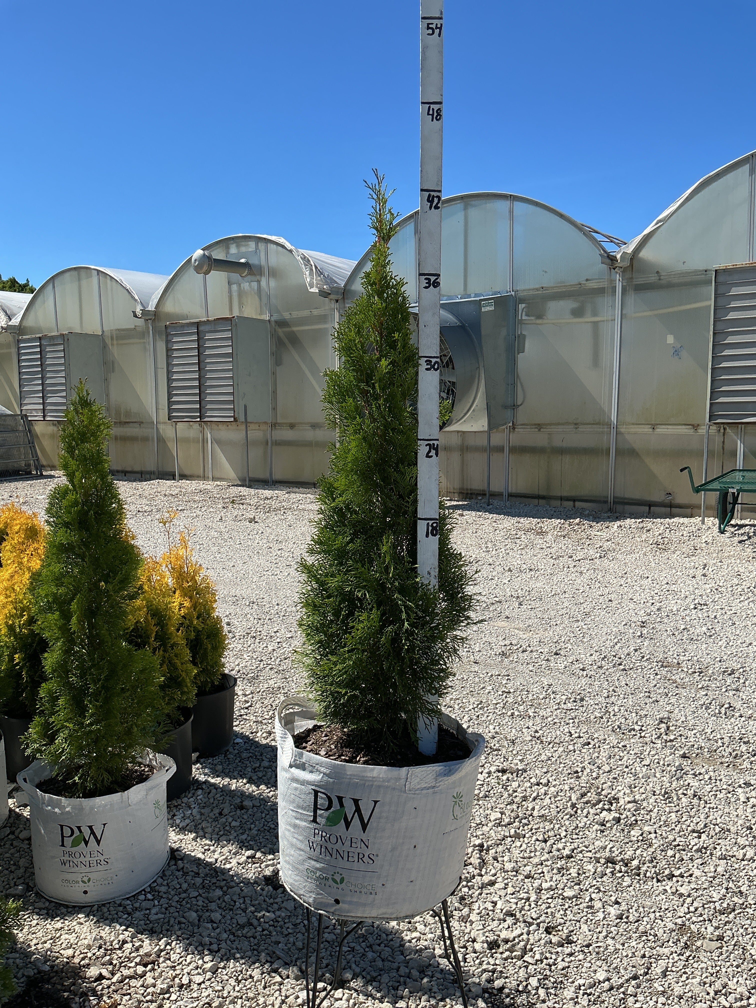 Thuja Emerald Green