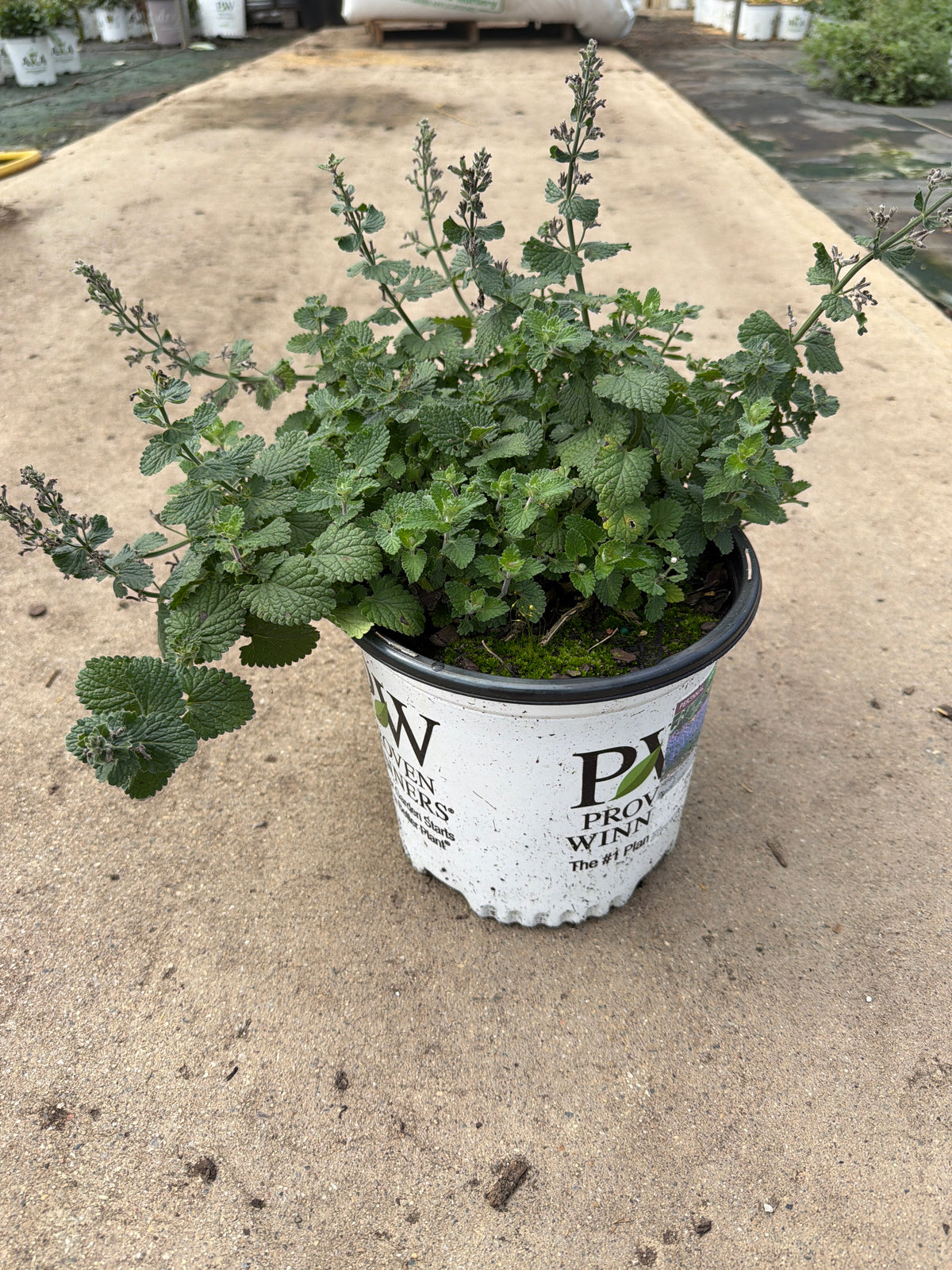 Nepeta Catmint Catwalk Queen