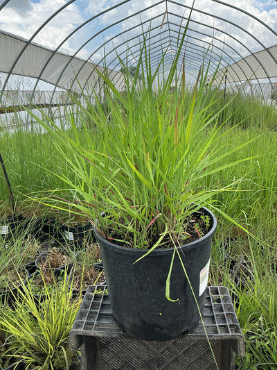 Panicum Switchgrass Shenandoah