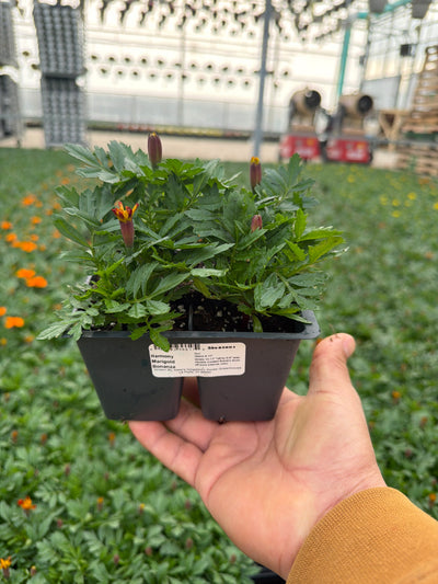 Marigold Bonanza Harmony - 4 Pack Annual