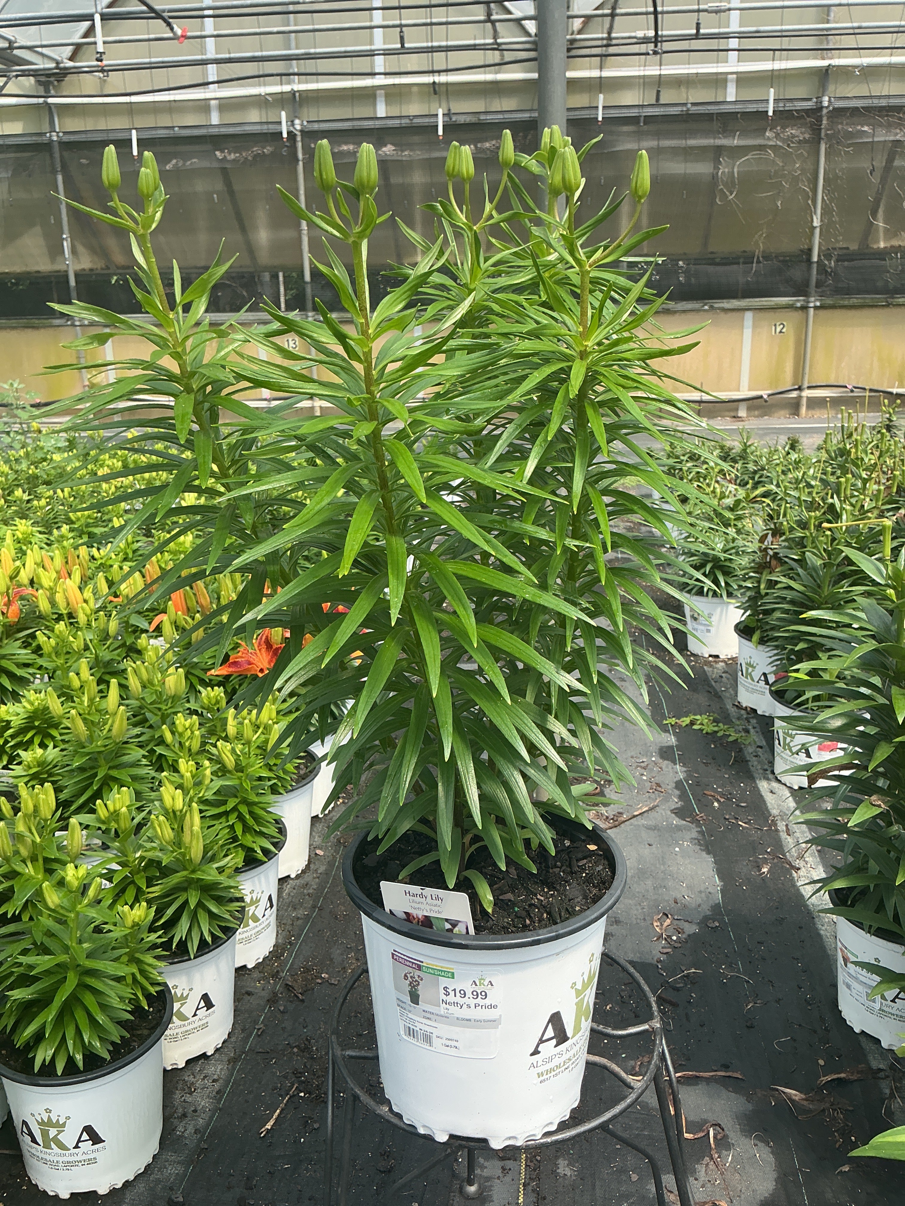 Lilium Lily Netty's Pride