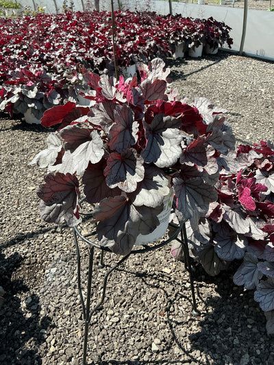 Heuchera Coral Bell Indian Summer Silverberry