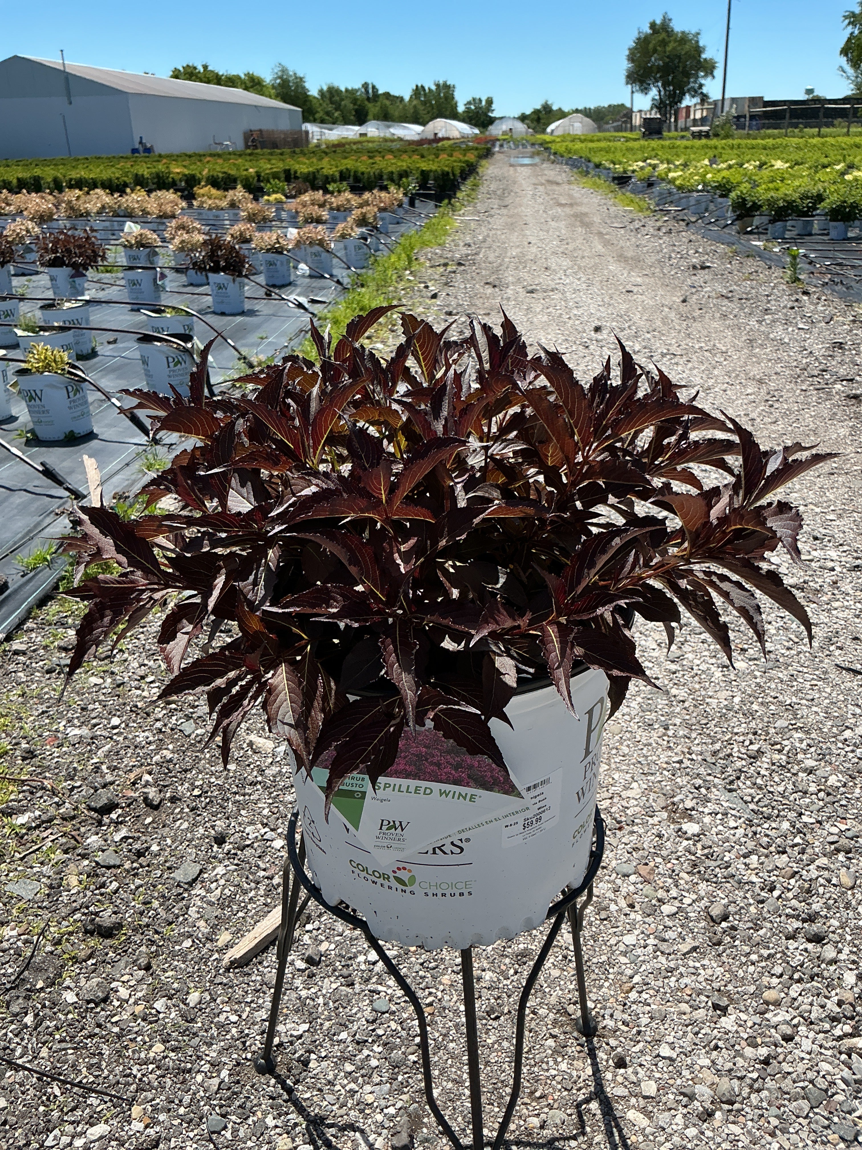 Weigela Spilled Wine