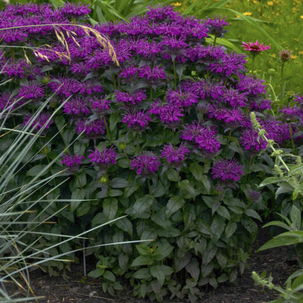 Monarda Bee Balm Grape Gumball