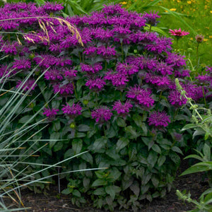 Monarda Bee Balm Grape Gumball