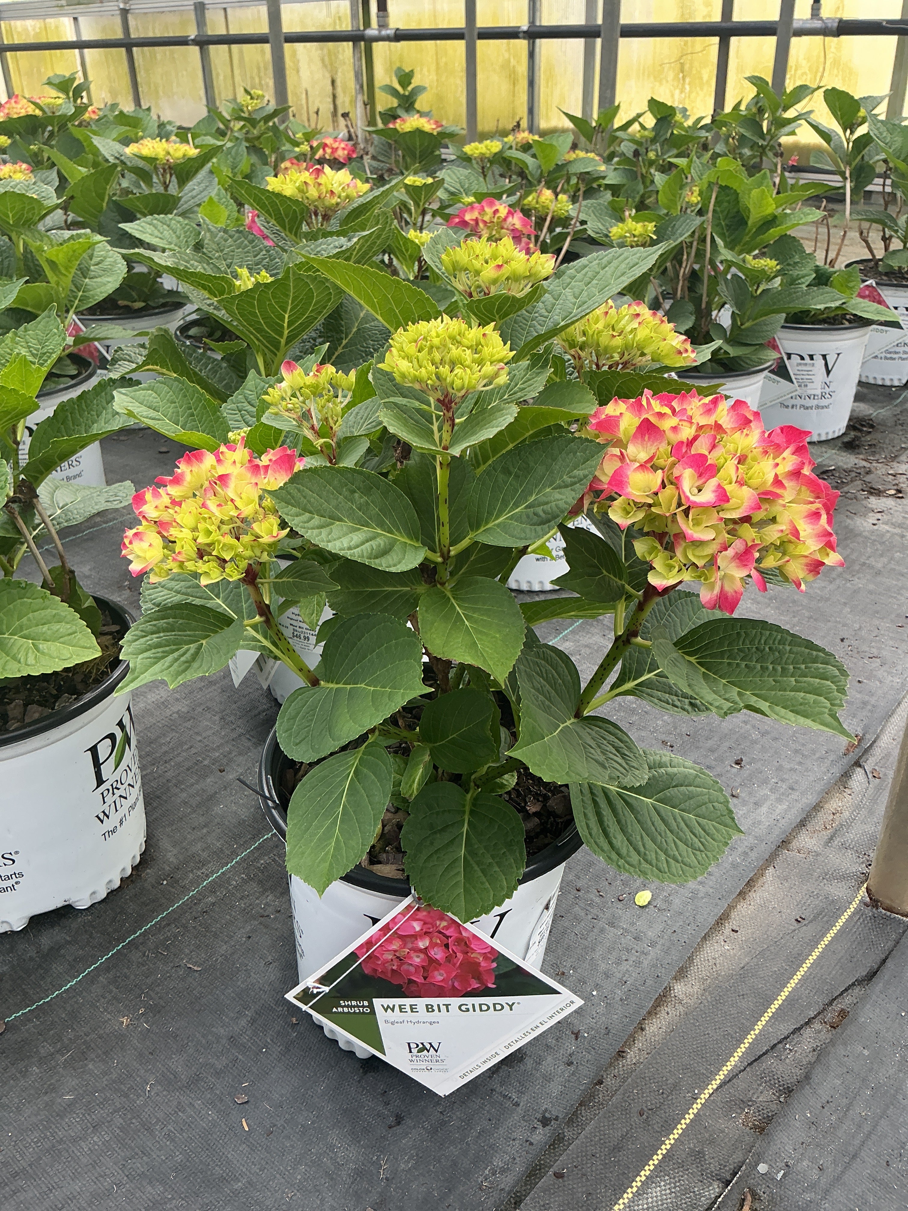 Hydrangea Macrophylla Wee Bit Giddy