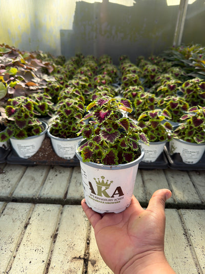Coleus Burgundy Wedding Train - 4.33" Premium Annual