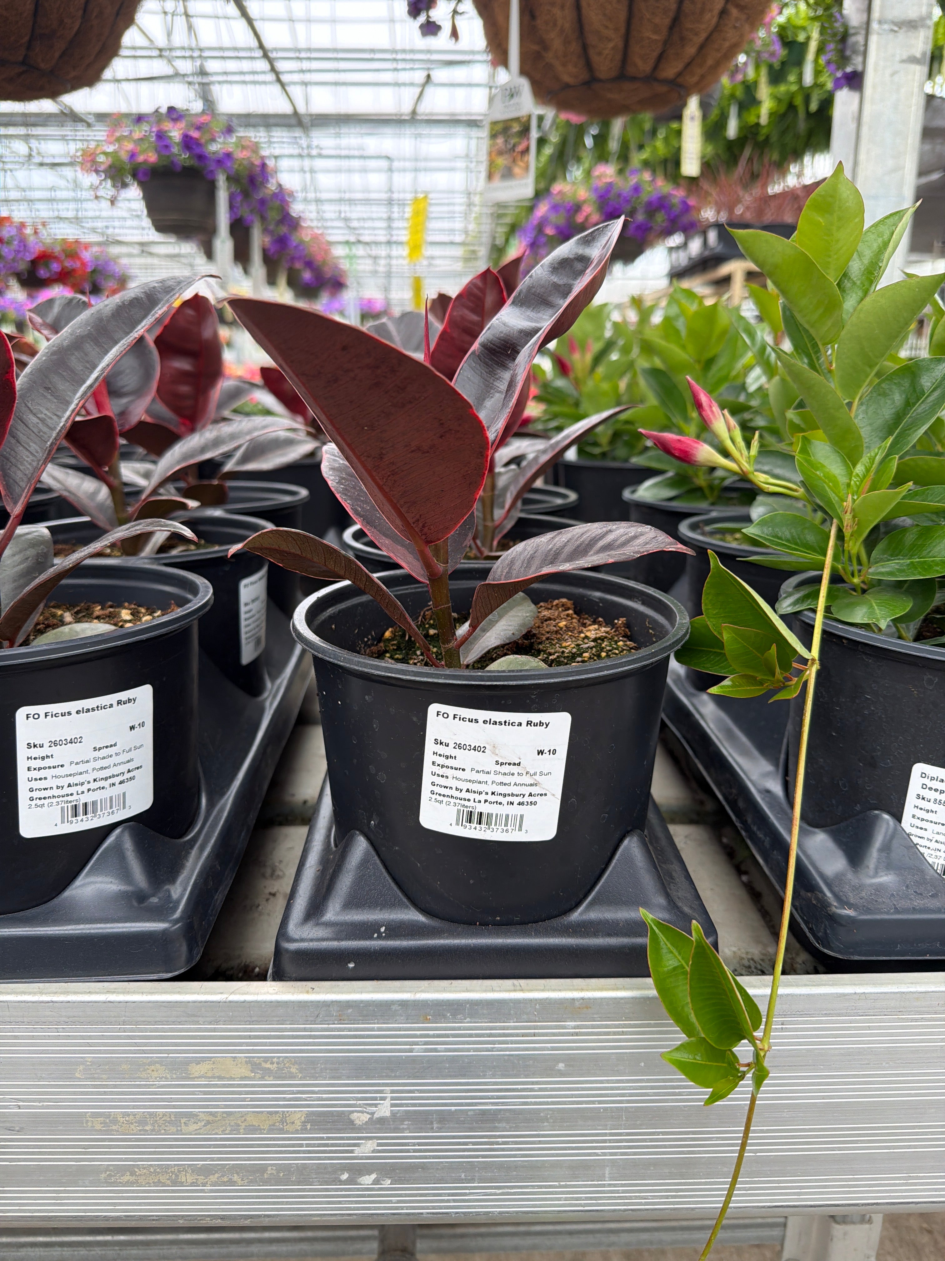 FO Ficus elastica Ruby