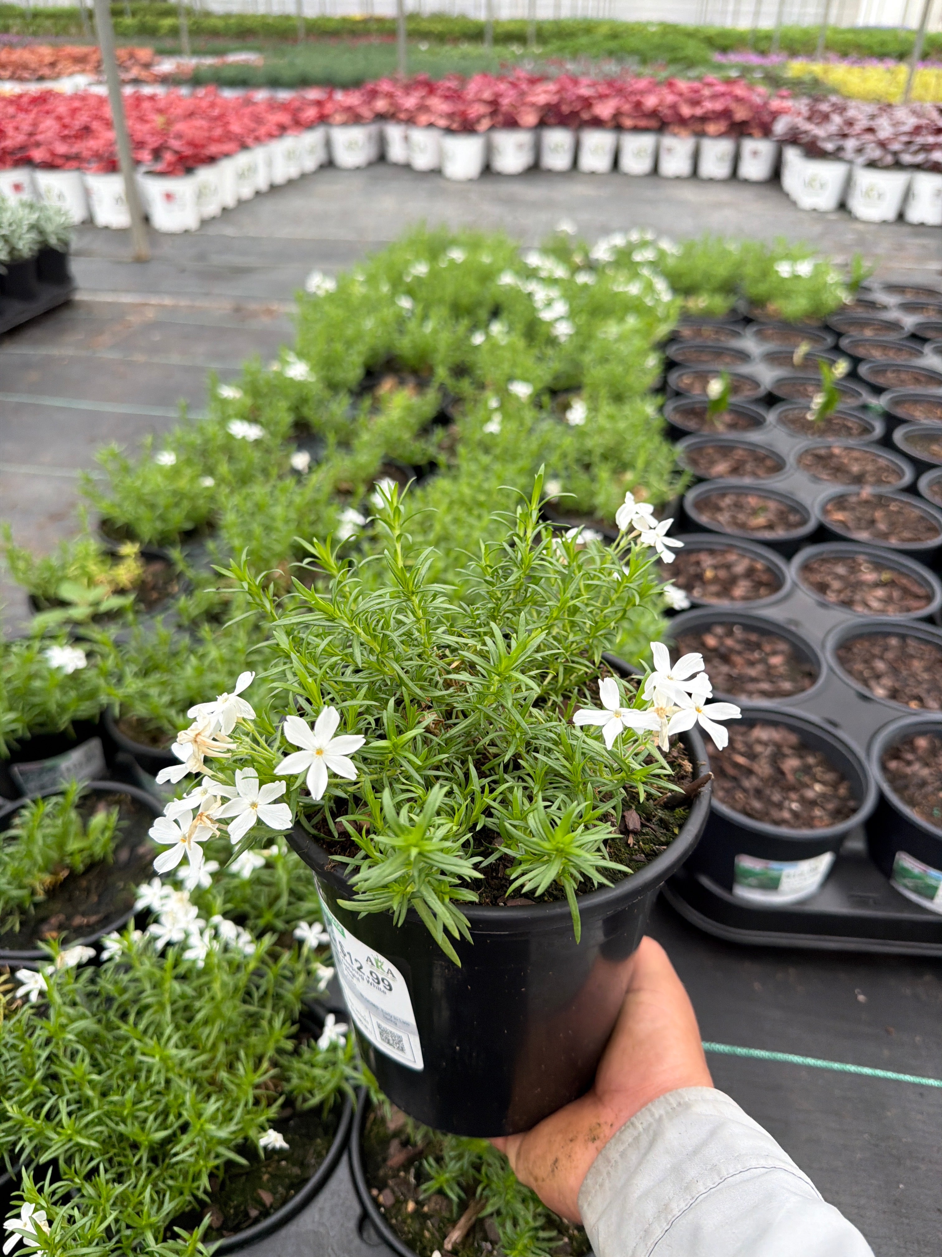 Phlox Creeping Phlox Creeping White Delight - 6" Perennial