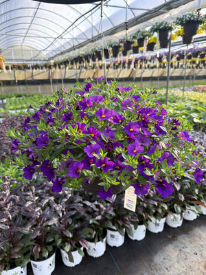 Calibrachoa Cabaret Blue Midnight - 11" Hanging Basket