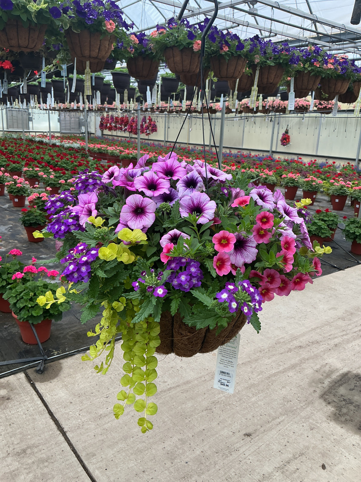 403 Goldilocks - 12" Coco Hanging Basket