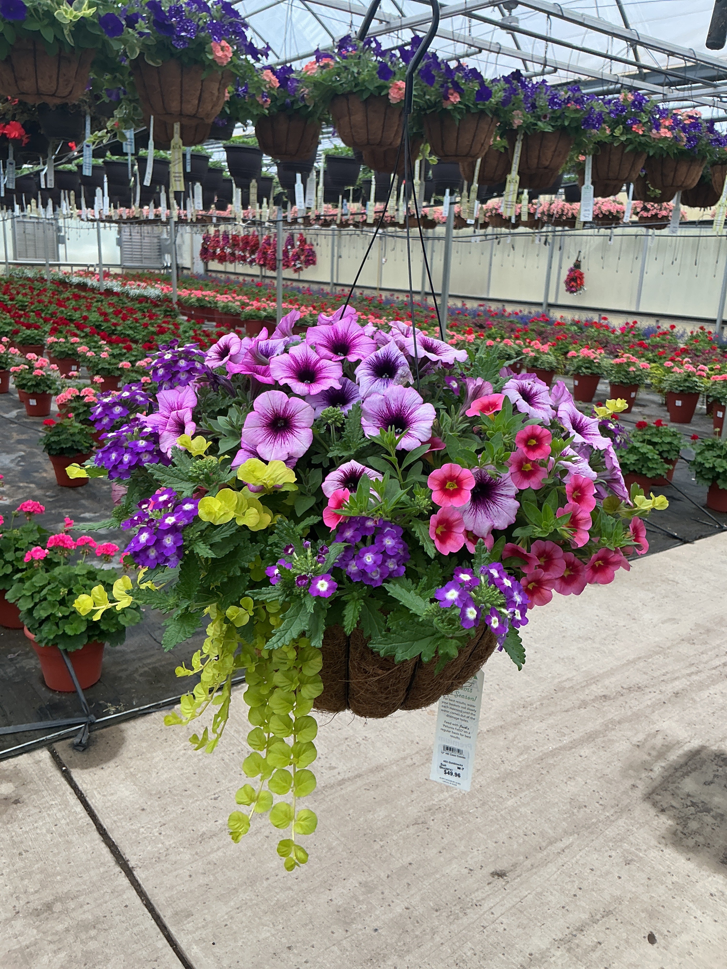 403 Goldilocks - 12" Coco Hanging Basket