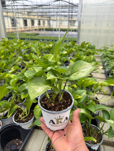 Golden Pothos - Epipremnum aureum - 4" Pot