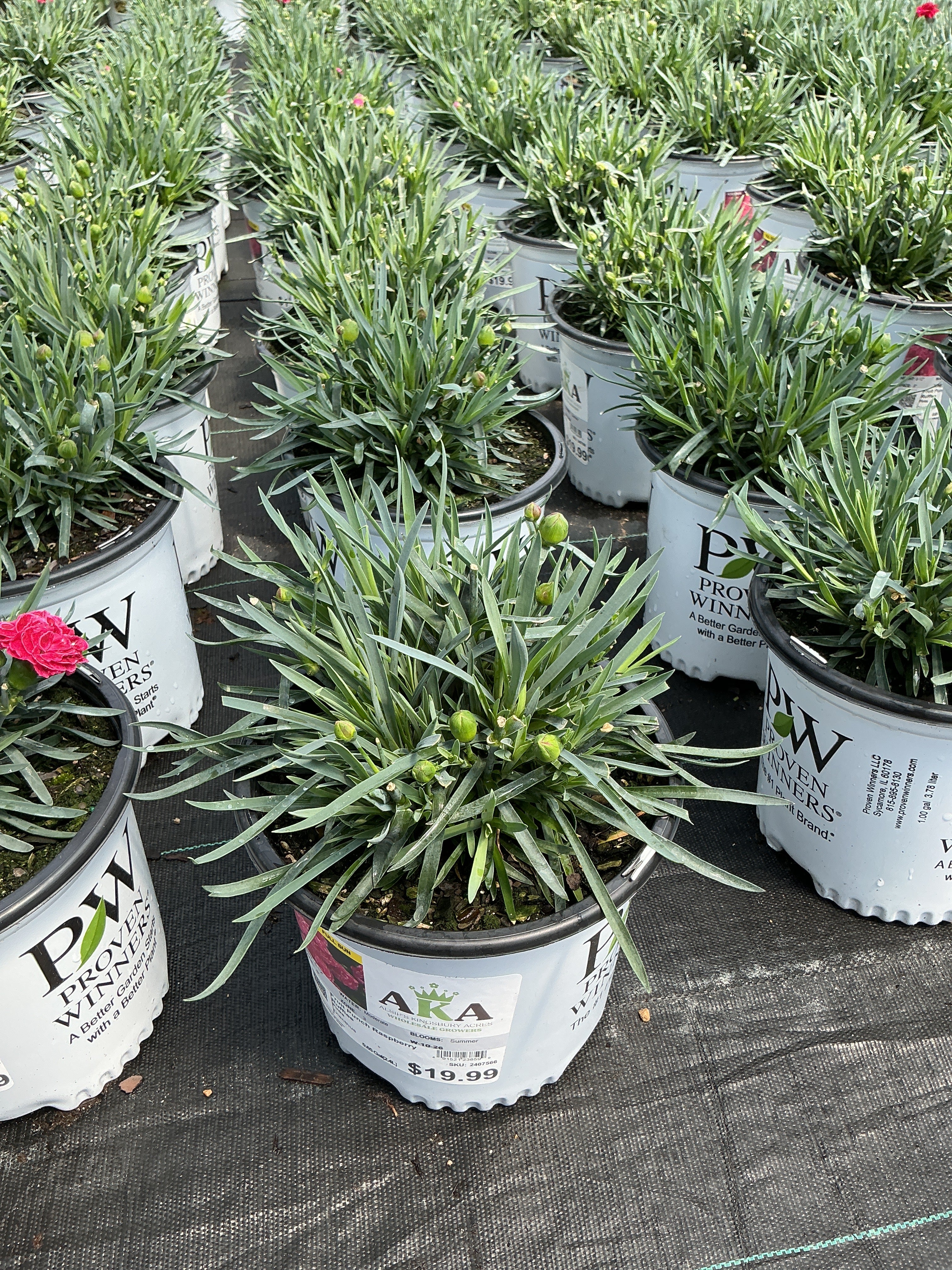 Dianthus Pinks Fruit Punch Raspberry Ruffles - 6" Perennial