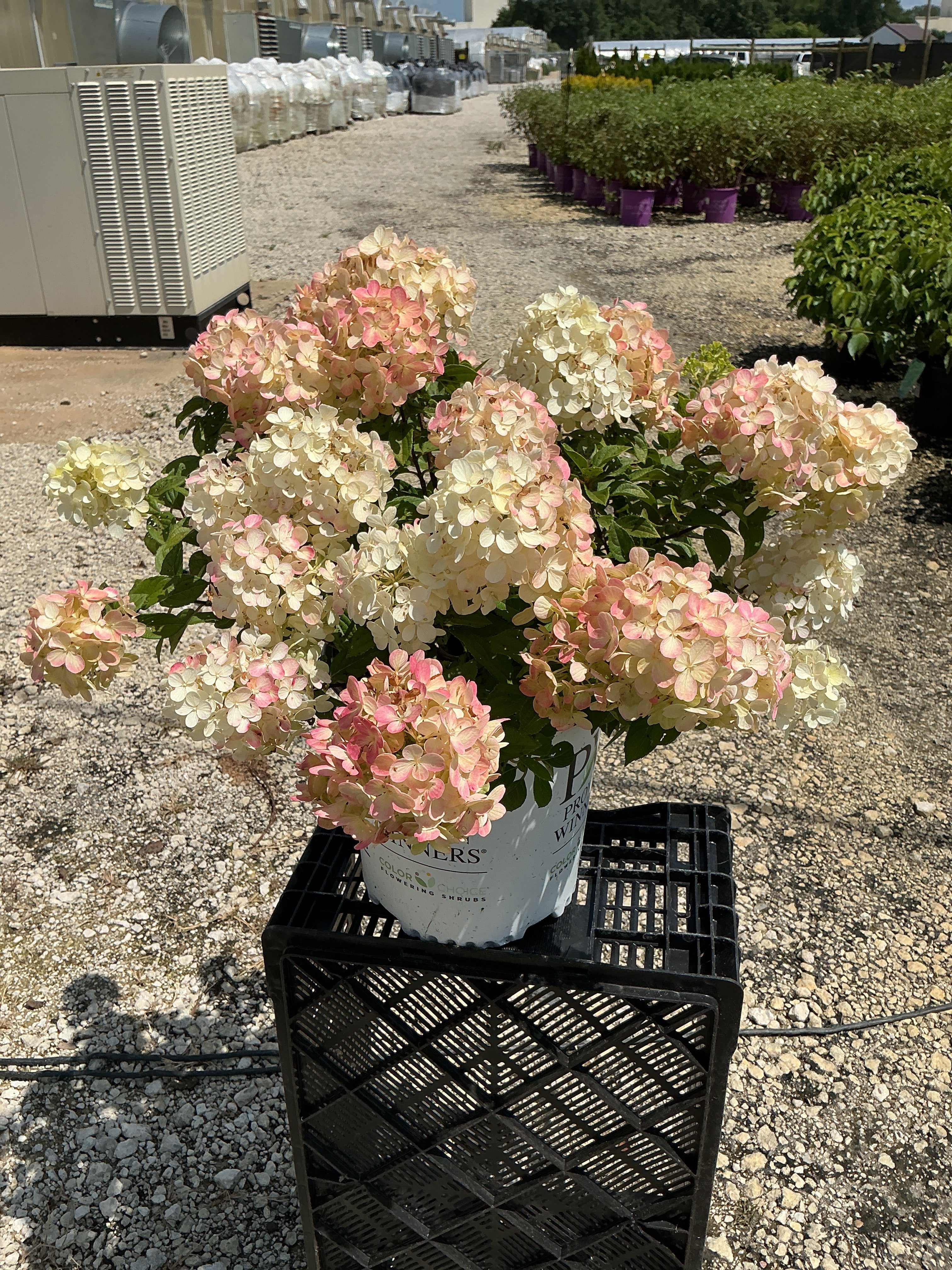 Hydrangea Little Lime Punch