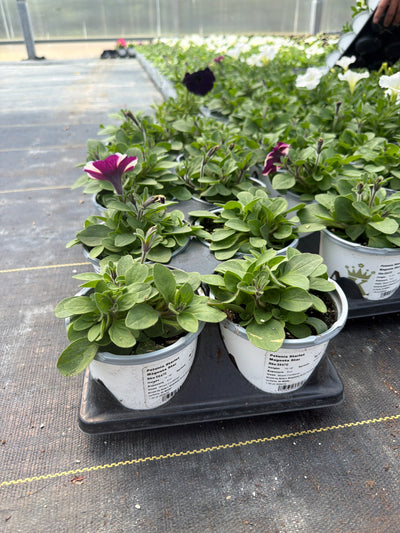 Petunia Starlet Magenta Star - 4.33" Premium Annual
