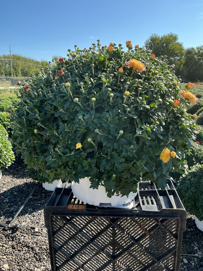 Flamingo Tricolor (Mix 6) - 10" Potted Garden Mum