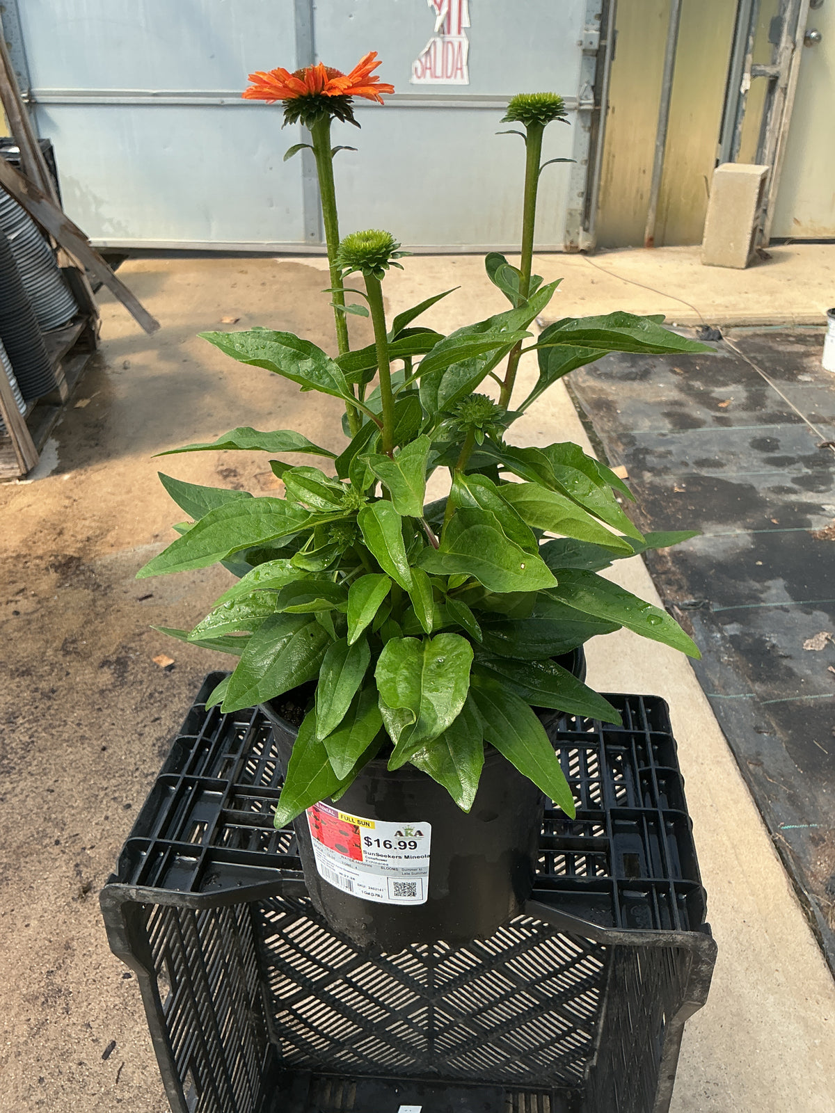Echinacea Coneflower SunSeekers Mineola