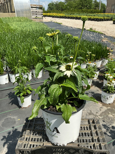 Echinacea Coneflower Powwow White